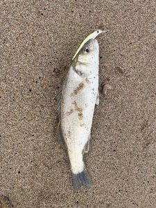 European Bass (Seabass)