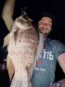 Nile Tilapia