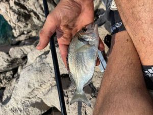 Gilthead Seabream