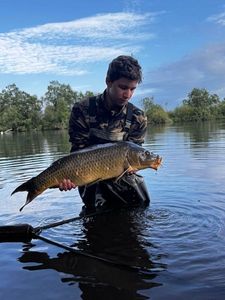 Common Carp