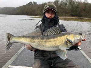 Zander