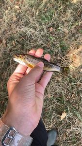 Brown Trout