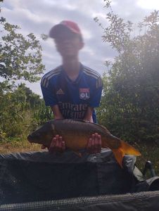 Mirror Carp