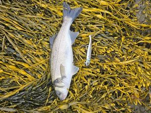 European Bass (Seabass)