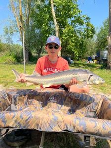 Sturgeon