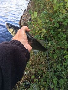 European Bass (Seabass)