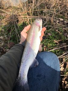 Rainbow Trout