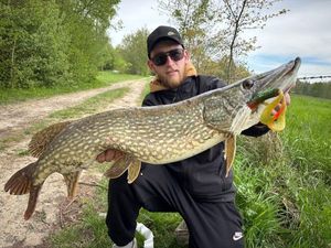 Northern Pike