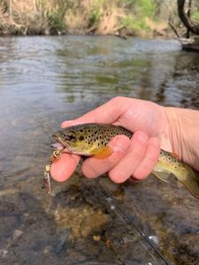 Brown Trout