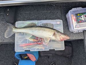 Zander