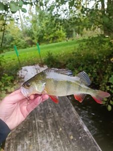 European Perch