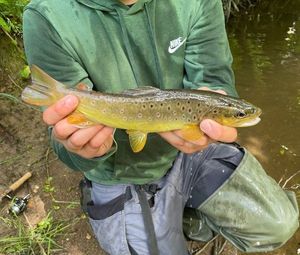 Brown Trout