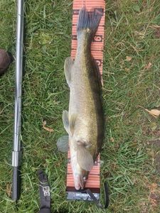 Zander