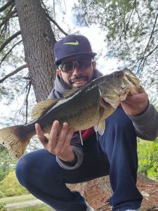Largemouth Bass
