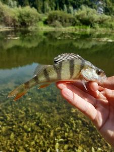 European Perch