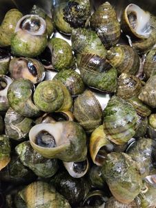 Common Periwinkle