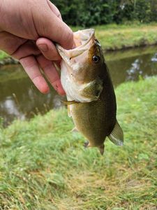 Largemouth Bass