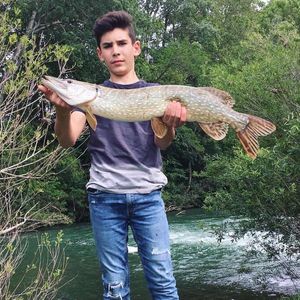 Northern Pike