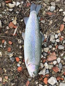 Rainbow Trout
