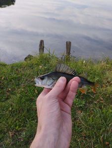 European Perch