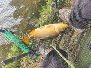 Mirror Carp