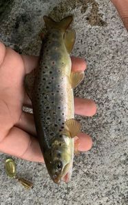 Brown Trout