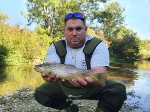Brown Trout