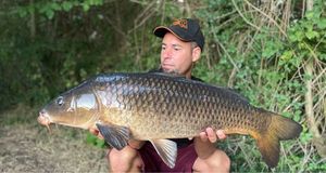 Common Carp