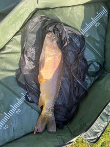 Mirror Carp