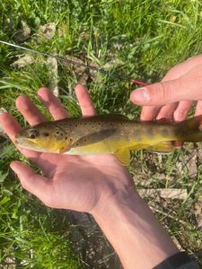 Brown Trout