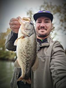 Largemouth Bass
