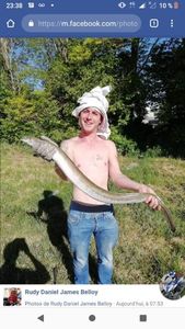 European Eel (Common Eel)