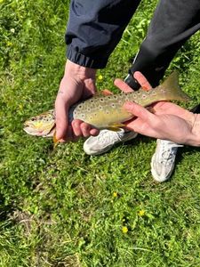 Brown Trout
