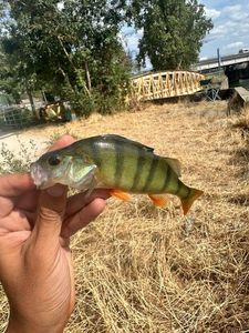 Yellow Perch
