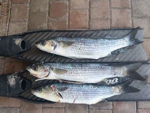 Thicklip Grey Mullet