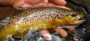 Brown Trout