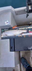 Rainbow Trout