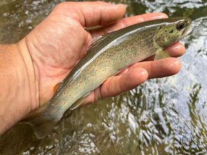 Brown Trout
