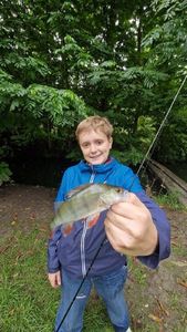 European Perch