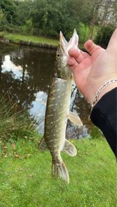 Northern Pike