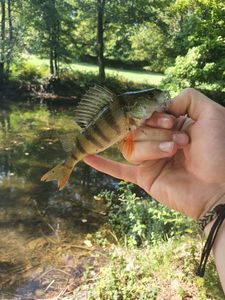 European Perch