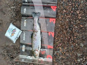 Rainbow Trout
