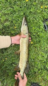 Northern Pike