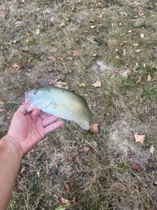 Largemouth Bass