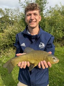 Tench