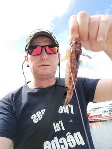 Giant Goby