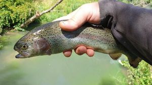 Rainbow Trout