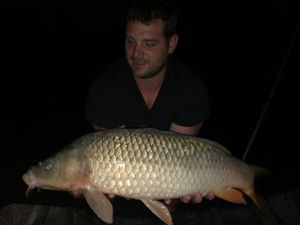 Common Carp