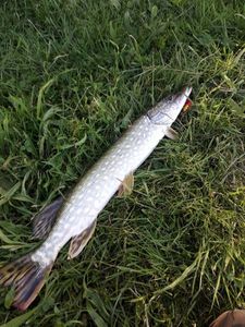 Northern Pike