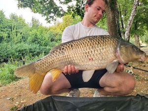 Common Carp